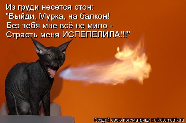 Из груди несется стон: "Выйди, Мурка, на балкон! Без тебя мне всё не мило - Страсть меня ИСПЕПЕЛИЛА!... Котоматрица: Из груди несется стон: "Выйди, Мурка, на балкон! Без тебя мне всё не мило - Страсть меня ИСПЕПЕЛИЛА!!!"