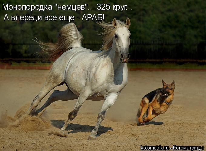 Монопородка "немцев"... 325 круг... А впереди все еще - АРАБ!... Котоматрица: Монопородка "немцев"... 325 круг... А впереди все еще - АРАБ!