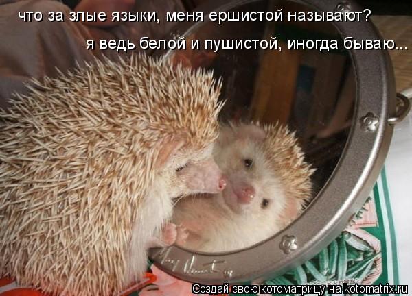 что за злые языки, меня ершистой называют? я ведь белой и пушистой, иногда бываю...... Котоматрица: что за злые языки, меня ершистой называют? я ведь белой и пушистой, иногда бываю...