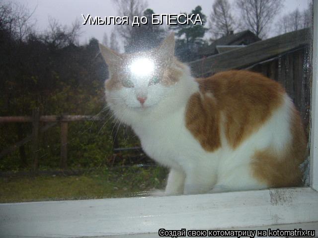 Умылся до БЛЕСКА... Котоматрица: Умылся до БЛЕСКА