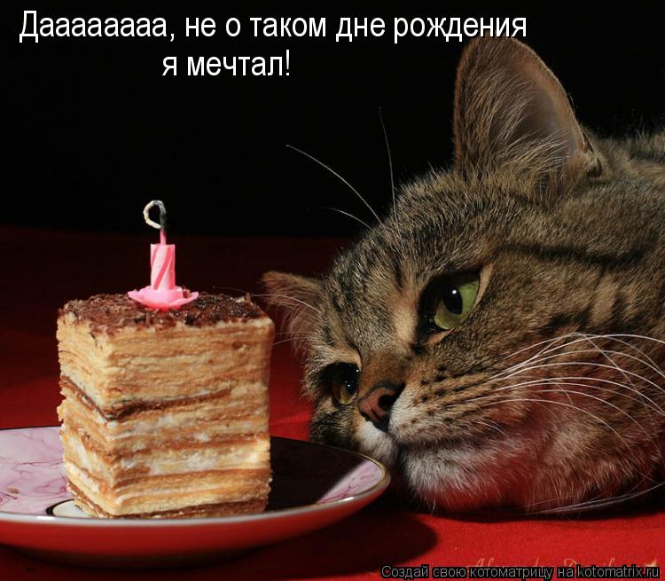 Даааааааа, не о таком дне рождения я мечтал!... Котоматрица: Даааааааа, не о таком дне рождения я мечтал!