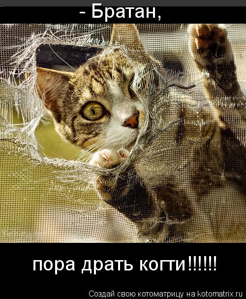 Котоматрица: - Братан, пора драть когти!!!!!!