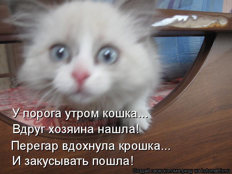 Котоматрица: У порога утром кошка... Вдруг хозяина нашла! Перегар вдохнула крошка... И закусывать пошла!