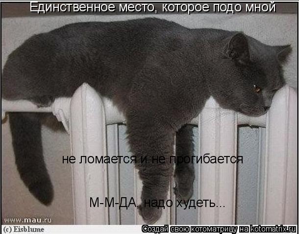 Единственное место, которое подо мной не ломается и не прогибается М-М-ДА, надо худеть...... Котоматрица: Единственное место, которое подо мной не ломается и не прогибается М-М-ДА, надо худеть...