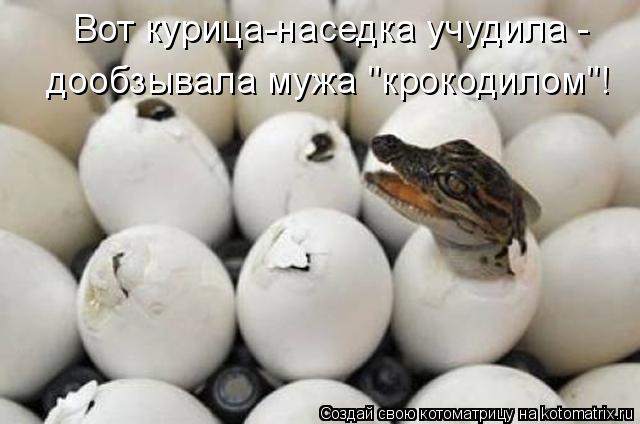 Вот курица-наседка учудила - дообзывала мужа "крокодилом"!... Котоматрица: Вот курица-наседка учудила - дообзывала мужа "крокодилом"!
