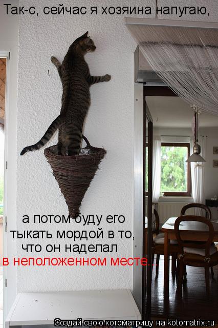 Котоматрица: Так-с, сейчас я хозяина напугаю, а потом буду его  тыкать мордой в то, что он наделал в неположенном месте...