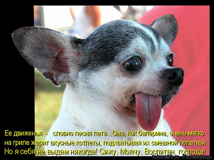 Ее движенья - словно песня лета…..Она, как балерина, очень мягко на гриле жарит вкусные котлеты, п... Котоматрица: Ее движенья - словно песня лета…..Она, как балерина, очень мягко на гриле жарит вкусные котлеты, подхватывая их смешной лопаткой…. Но я се