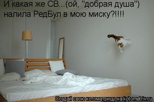 Котоматрица: налила РедБул в мою миску?!!!! И какая же СВ...(ой, "добрая душа")