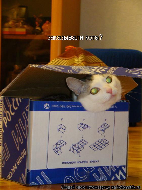 заказывали кота?... Котоматрица: заказывали кота?