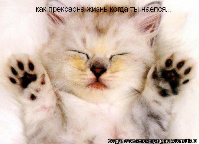 как прекрасна жиз как прекрасна жизнь когда ты наелся...... Котоматрица: как прекрасна жиз как прекрасна жизнь когда ты наелся...