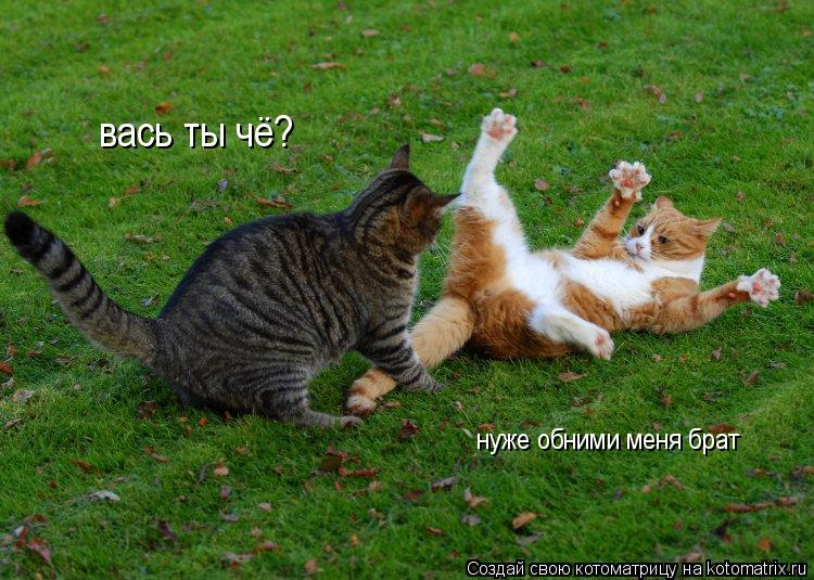 вась ты чё? нуже обними меня брат... Котоматрица: вась ты чё? нуже обними меня брат