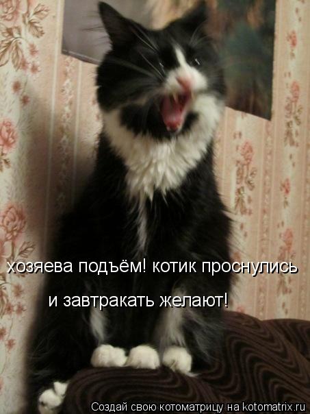 Котоматрица: хозяева подъём! котик проснулись и завтракать желают!