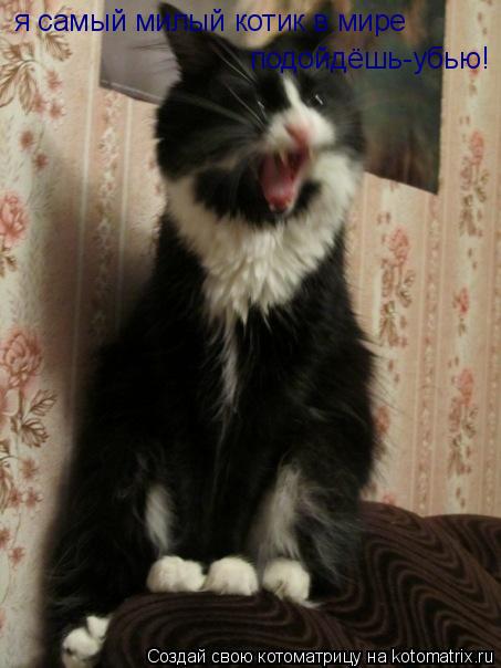 Котоматрица: я самый милый котик в мире подойдёшь-убью!