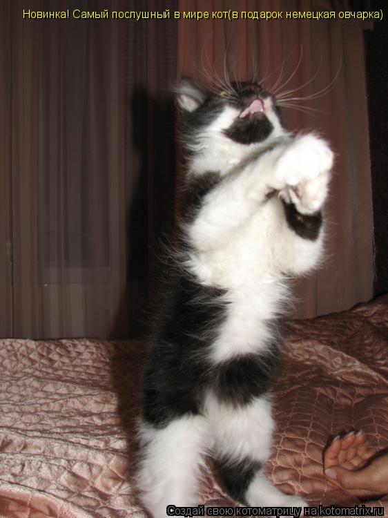 Новинка! Новинка! Самый послушный в мире кот(в подарок немецкая овчарка)... Котоматрица: Новинка! Новинка! Самый послушный в мире кот(в подарок немецкая овчарка)