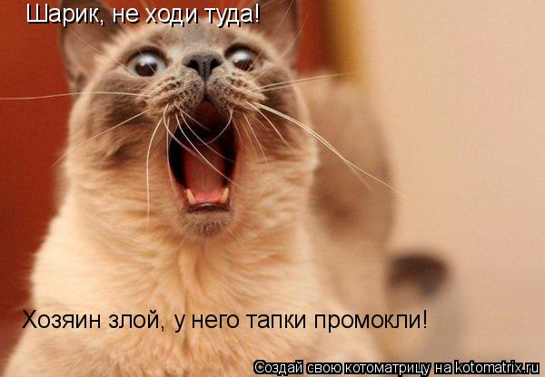 Котоматрица: Шарик, не ходи туда! Хозяин злой, у него тапки промокли!