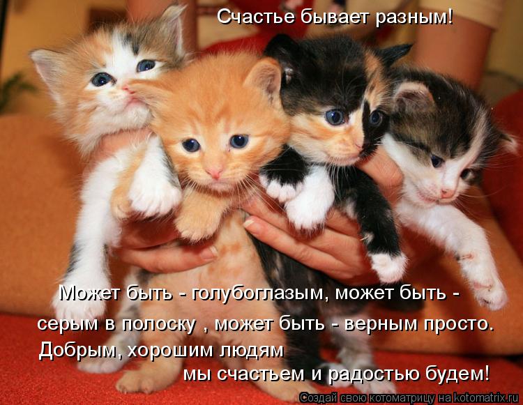 Счастье бывает разным! серым в полоску , может быть - верным просто. Может быть - голубоглазым, може... Котоматрица: Счастье бывает разным! серым в полоску , может быть - верным просто. Может быть - голубоглазым, может быть - Добрым, хорошим людям мы счастье