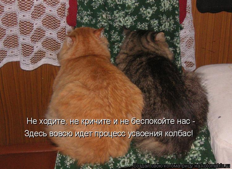Не ходите, не кричите и не беспокойте нас - Здесь вовсю идет процесс усвоения колбас!... Котоматрица: Не ходите, не кричите и не беспокойте нас - Здесь вовсю идет процесс усвоения колбас!