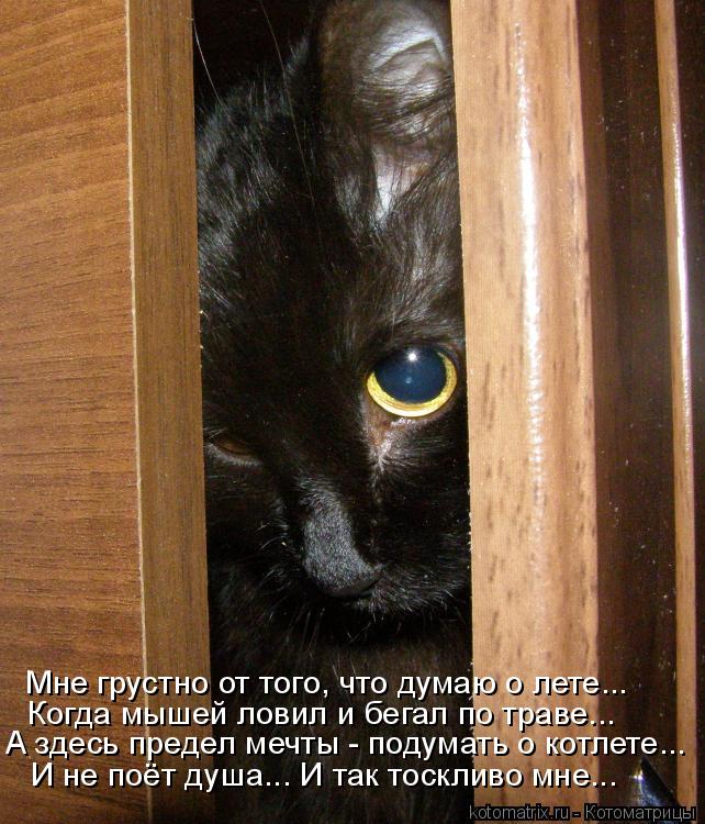 Котоматрица: Мне грустно от того, что думаю о лете... Когда мышей ловил и бегал по траве... А здесь предел мечты - подумать о котлете... И не поёт душа... И так т