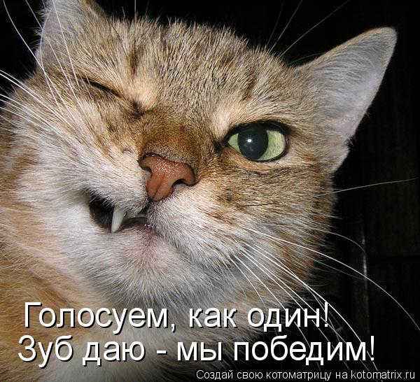 Котоматрица: Голосуем, как один! Зуб даю - мы победим!