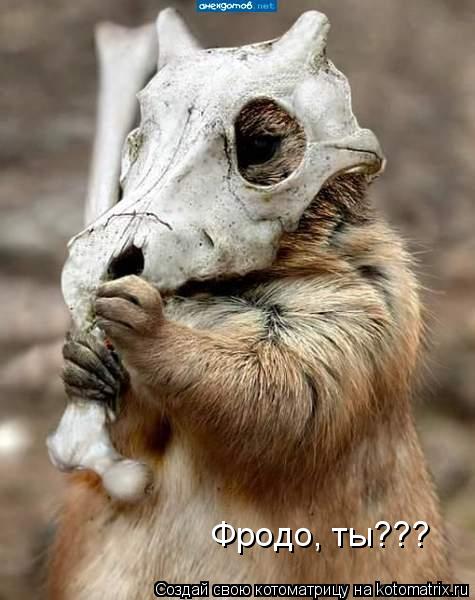 Фродо, ты???... Котоматрица: Фродо, ты???