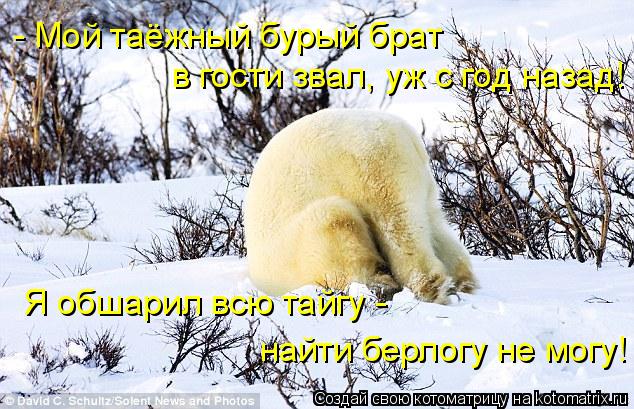 Котоматрица: - Мой таёжный бурый брат Я обшарил всю тайгу - найти берлогу не могу! в гости звал, уж с год назад!