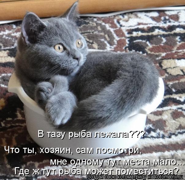 Котоматрица: В тазу рыба лежала???  Что ты, хозяин, сам посмотри,  мне одному тут места мало... Где ж тут рыба может поместиться?