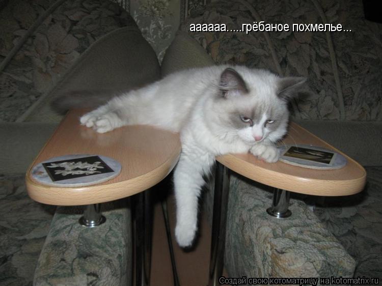 аааааа.....грёбаное похмелье...... Котоматрица: аааааа.....грёбаное похмелье...