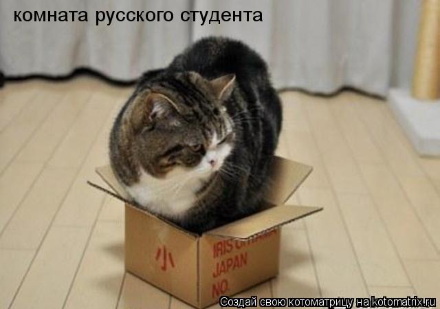 комната русского студента... Котоматрица: комната русского студента
