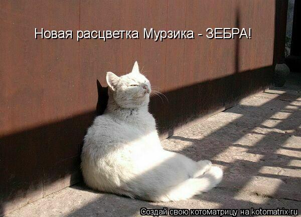 Новая расцветка Мурзика - ЗЕБРА!... Котоматрица: Новая расцветка Мурзика - ЗЕБРА!