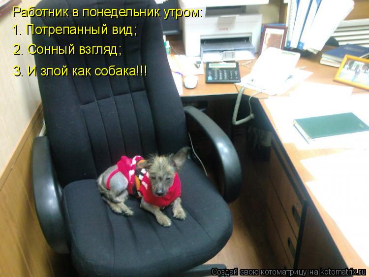 Котоматрица: Работник в понедельник утром: 1. Потрепанный вид; 2. Сонный взгляд; 3. И злой как собака!!!