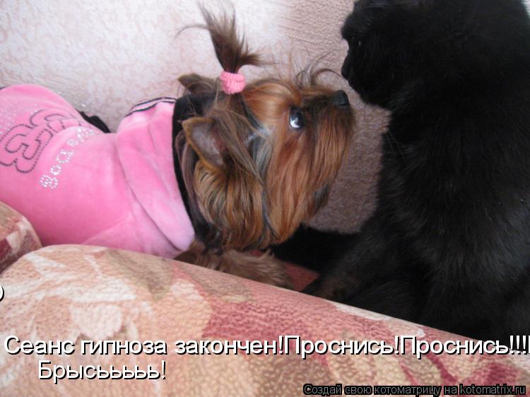 Котоматрица: Сеанс гипноза закончен!Проснись!Проснись!!!Брысьььььь!!!! Сеанс гипноза закончен!Проснись!Проснись!!!Брысьььььь!!!! Сеанс гипноза закончен!Пр
