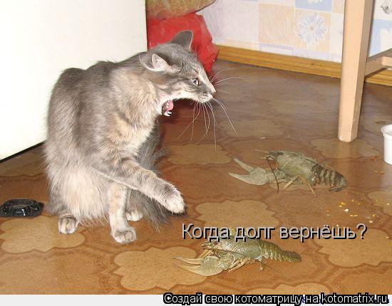 Когда долг вернёшь?... Котоматрица: Когда долг вернёшь?