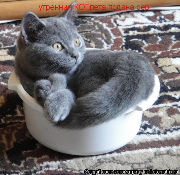 Котоматрица: утренния КОТлета подана сер