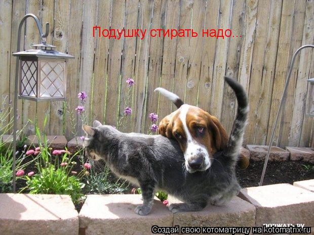 Подушку стирать надо...... Котоматрица: Подушку стирать надо...