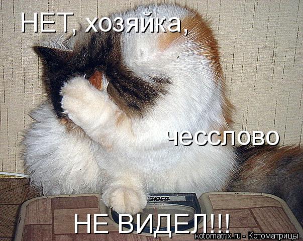 Котоматрица: НЕТ, хозяйка, чесслово НЕ ВИДЕЛ!!!