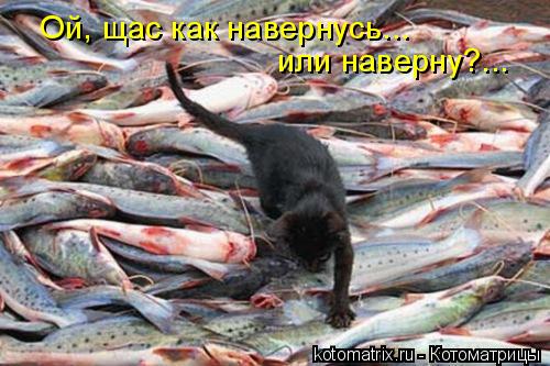 Котоматрица: или наверну?... Ой, щас как навернусь...