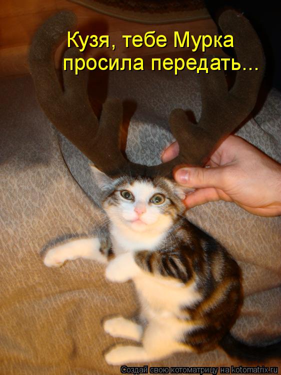 Котоматрица: Кузя, тебе Мурка просила передать...