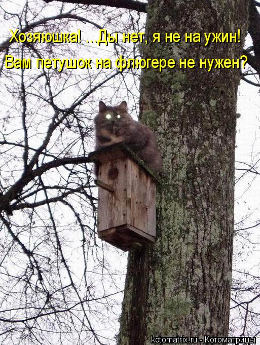 Котоматрица: Хозяюшка! ...Ды нет, я не на ужин! Вам петушок на флюгере не нужен?