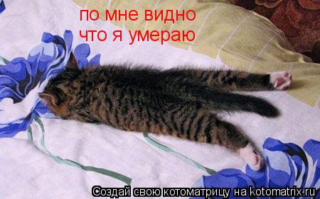 по мне видно что я умераю... Котоматрица: по мне видно что я умераю