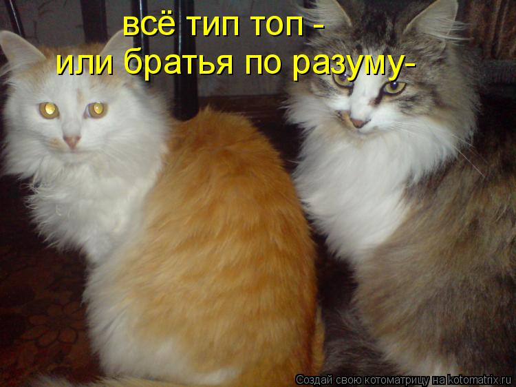 Котоматрица: всё тип топ - или братья по разуму-