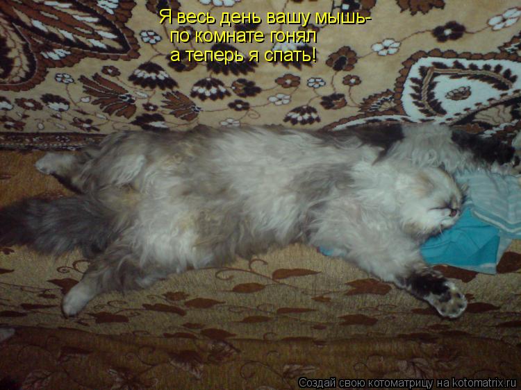 Котоматрица: Я весь день вашу мышь- по комнате гонял а теперь я спать!