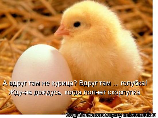 А вдруг там не курица? Вдруг там ... голубка! Жду-не дождусь, когда лопнет скорлупка... Котоматрица: А вдруг там не курица? Вдруг там ... голубка! Жду-не дождусь, когда лопнет скорлупка