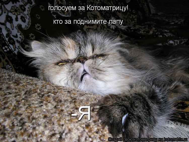 кто за поднимите лапу голосуем за Котоматрицу! -Я... Котоматрица: кто за поднимите лапу голосуем за Котоматрицу! -Я