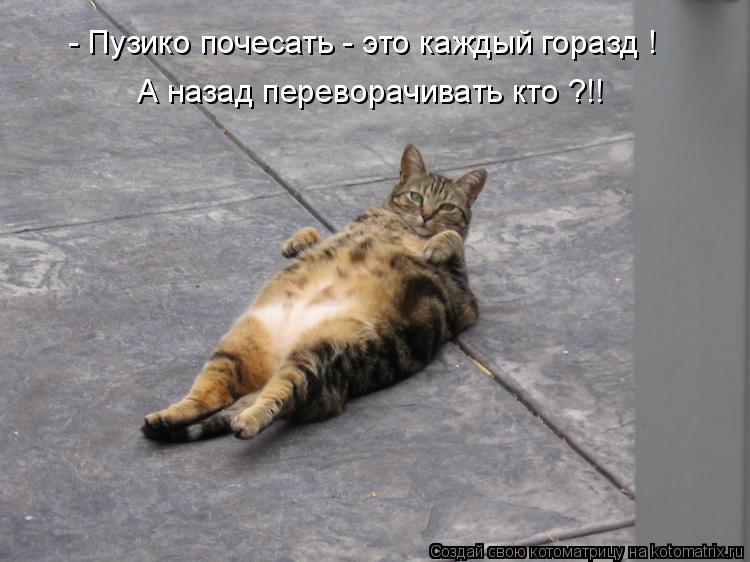 А назад переворачивать кто ?!! - Пузико почесать - это каждый горазд !... Котоматрица: А назад переворачивать кто ?!! - Пузико почесать - это каждый горазд !