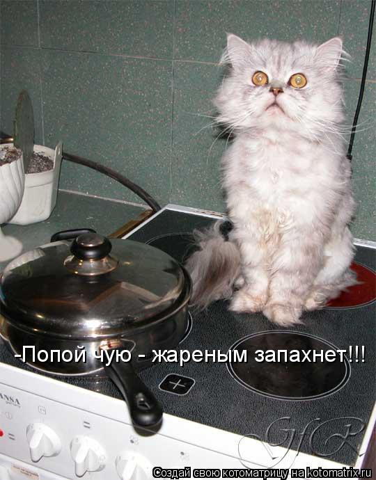 -Попой чую - жареным запахнет!!!... Котоматрица: -Попой чую - жареным запахнет!!!