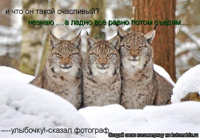 ----улыбочку!-сказал фотограф и что он такой счасливый? незнаю ....а ладно всё равно потом съедим....... Котоматрица: ----улыбочку!-сказал фотограф и что он такой счасливый? незнаю ....а ладно всё равно потом съедим.....