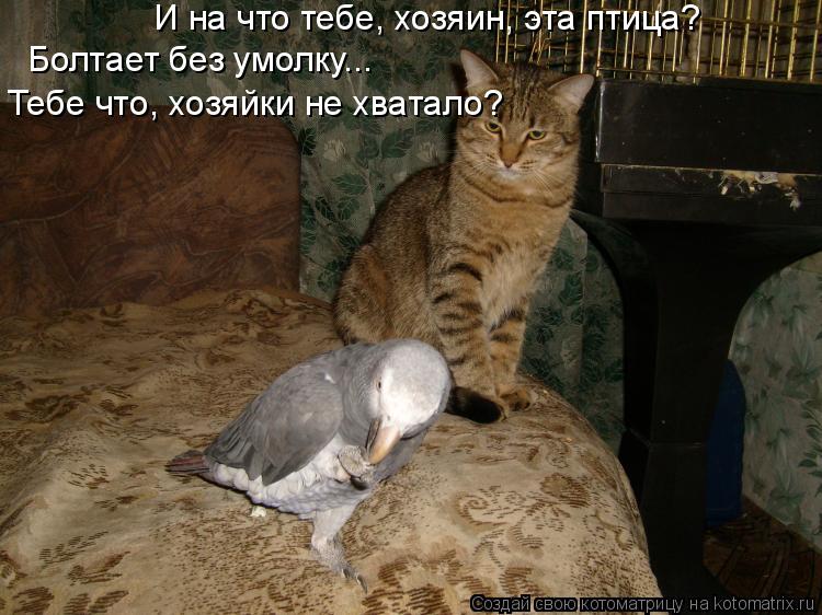 И на что тебе, хозяин, эта птица? Болтает без умолку... Тебе что, хозяйки не хватало?... Котоматрица: И на что тебе, хозяин, эта птица? Болтает без умолку... Тебе что, хозяйки не хватало?