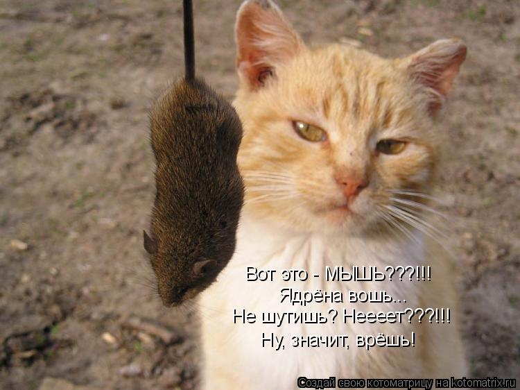 Вот это - МЫШЬ???!!! Ядрёна вошь... Не шутишь? Неееет???!!! Ну, значит, врёшь!... Котоматрица: Вот это - МЫШЬ???!!! Ядрёна вошь... Не шутишь? Неееет???!!! Ну, значит, врёшь!