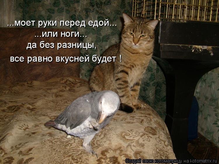 ...моет руки перед едой... ...или ноги... да без разницы, все равно вкусней будет !... Котоматрица: ...моет руки перед едой... ...или ноги... да без разницы, все равно вкусней будет !