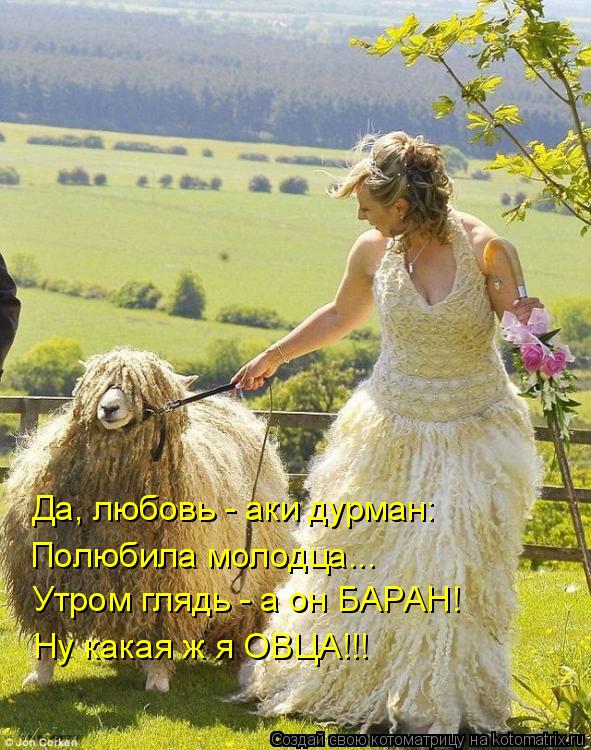 Да, любовь - аки дурман: Полюбила молодца... Утром глядь - а он БАРАН! Ну какая ж я ОВЦА!!!... Котоматрица: Да, любовь - аки дурман: Полюбила молодца... Утром глядь - а он БАРАН! Ну какая ж я ОВЦА!!!